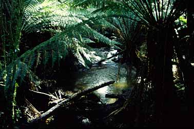 Otway National Park, Victoria, Australia, Jacek Piwowarczyk, 1993