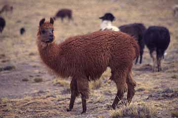 Alpaca, Bolivia, Jacek Piwowarczyk, 1998