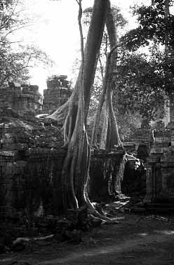 Ta Phrom, Cambodia, Jacek Piwowarczyk, 2000
