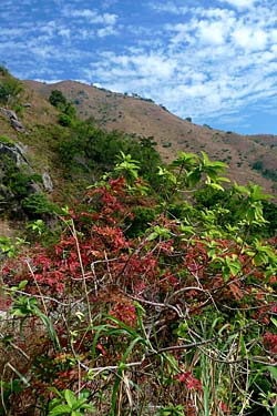 South Lantau Trail, Lantau Island, Hong Kong, China, Jacek Piwowarczyk, 2008