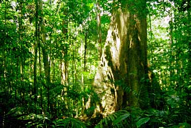 Taman Negara National Park, Malaysia, Jacek Piwowarczyk, 1997 