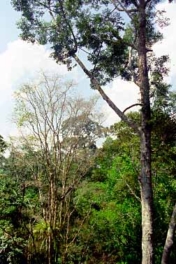 Taman Negara National Park, Malaysia, Jacek Piwowarczyk, 1997 