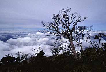 Mt. Kinabalu, Sabah, Malaysia, Jacek Piwowarczyk 2003