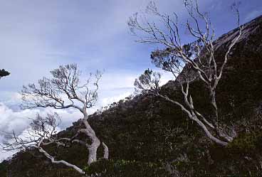 Mt. Kinabalu, Sabah, Malaysia, Jacek Piwowarczyk 2003