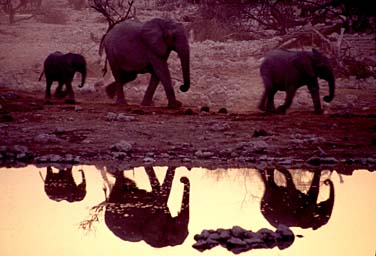 Etosha National Park, Namibia, Jacek Piwowarczyk, 1994