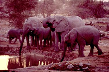 Etosha National Park, Namibia, Jacek Piwowarczyk, 1994