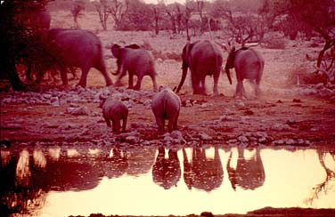 Etosha National Park, Namibia, Jacek Piwowarczyk, 1994