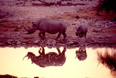 Etosha National Park, Namibia, Jacek Piwowarczyk, 1994