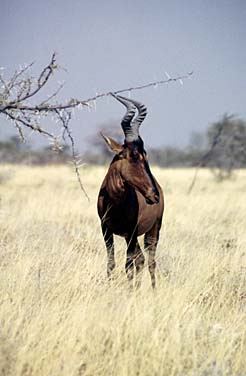 Etosha National Park, Namibia, Jacek Piwowarczyk, 1994