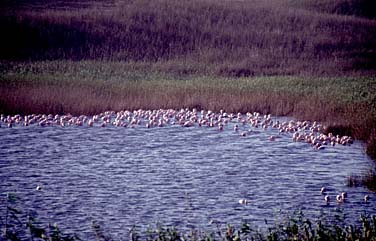 Walvis Bay, Namibia, Jacek Piwowarczyk, 1994