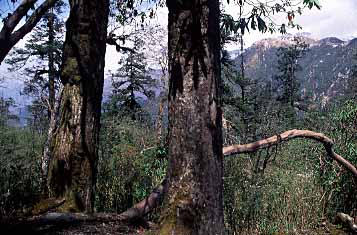 Deurali,  Nepal, Jacek Piwowarczyk, 2002