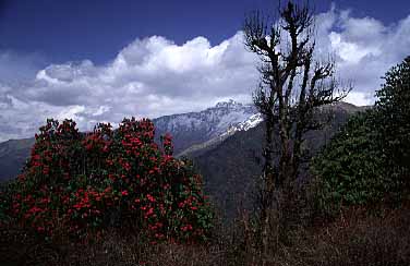 Banthanti  Nepal, Jacek Piwowarczyk, 2002