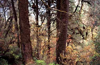 Simbua Khola Valley, Nepal, Jacek Piwowarczyk, 2000