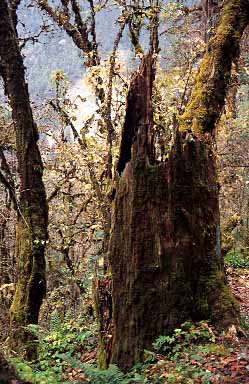 Simbua Khola Valley, Nepal, Jacek Piwowarczyk, 2000