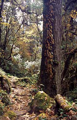 Simbua Khola Valley, Nepal, Jacek Piwowarczyk, 2000