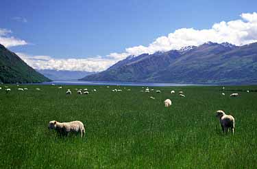 Lake Waikatipu, New Zealand, Jacek Piwowarczyk, 2002