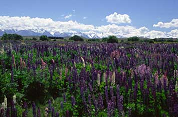 Mackenzie Country, Road, New Zealand, Jacek Piwowarczyk, 2002