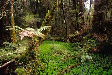 West Coast, New Zealand, Jacek Piwowarczyk, 2002