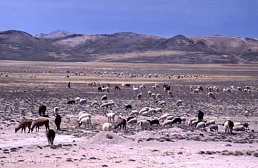 Altiplano, Peru, Jacek Piwowarczyk, 1998