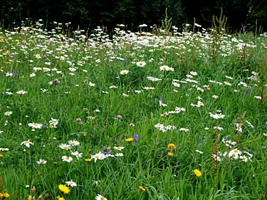 Istebna, Beskid Slaski, Poland, Jacek Piwowarczyk, 2008