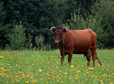 Istebna, Beskid Slaski, Poland, Jacek Piwowarczyk, 2008