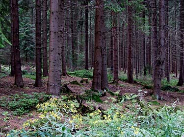 Istebna, Beskid Slaski, Poland, Jacek Piwowarczyk, 2008