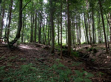 Istebna - Stozek Trail, Beskid Slaski, Poland, Jacek Piwowarczyk, 2008