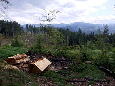 Istebna - Stozek Trail, Beskid Slaski, Poland, Jacek Piwowarczyk, 2008