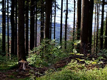 Istebna - Stozek Trail, Beskid Slaski, Poland, Jacek Piwowarczyk, 2008