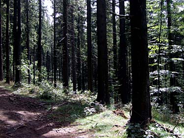 Istebna - Stozek Trail, Beskid Slaski, Poland, Jacek Piwowarczyk, 2008