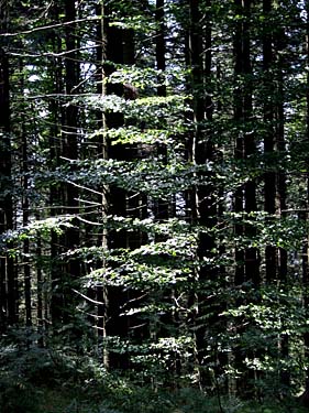 Istebna - Stozek Trail, Beskid Slaski, Poland, Jacek Piwowarczyk, 2008