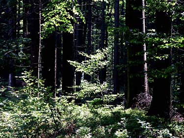 Istebna - Stozek Trail, Beskid Slaski, Poland, Jacek Piwowarczyk, 2008