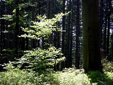 Istebna - Stozek Trail, Beskid Slaski, Poland, Jacek Piwowarczyk, 2008