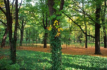 Lazienki Garden, Warsaw, Poland, Jacek Piwowarczyk, 2005