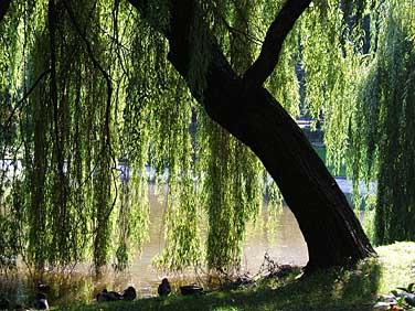 Saxon Garden, Warsaw, Poland, jacek Piwowaczyk 2005