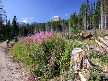 Furkotska Valley, Strbske Pleso, Tatra Mountains, Slovakia, Jacek Piwowarczyk, 2008