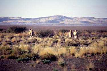 Kalahari Gemsbok National Park, South Africa, Jacek Piwowarczyk, 1994