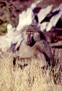 Kruger National Park, South Africa, Jacek Piwowarczyk, 1994