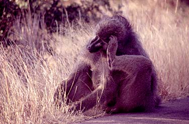 Kruger National Park, South Africa, Jacek Piwowarczyk, 1994