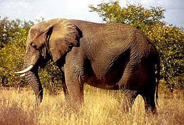 Kruger National Park, South Africa, Jacek Piwowarczyk, 1994