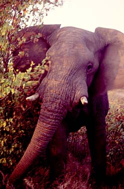 Kruger National Park, South Africa, Jacek Piwowarczyk, 1994