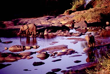 Kruger National Park, South Africa, Jacek Piwowarczyk, 1994