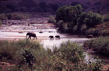 Kruger National Park, South Africa, Jacek Piwowarczyk, 1994