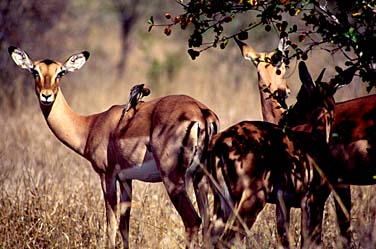 Kruger National Park, South Africa, Jacek Piwowarczyk, 1994