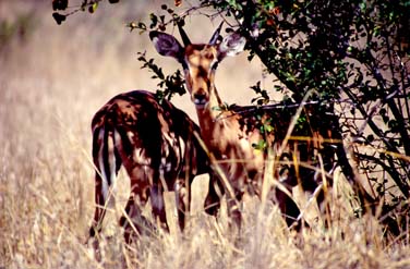 Kruger National Park, South Africa, Jacek Piwowarczyk, 1994