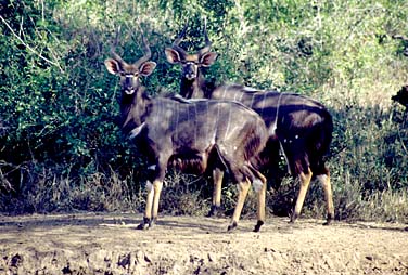 Mkuzi Game Reserve, South Africa, Jacek Piwowarczyk, 1994