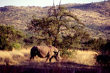 Pilansberg National Park, South Africa, Jacek Piwowarczyk, 1994