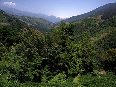 Lishan, Central Mountains, Taiwan, Jacek Piwowarczyk, 2008