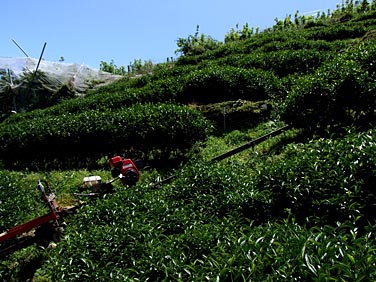 Lishan, Central Mountains, Taiwan, Jacek Piwowarczyk, 2008