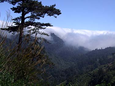 Dayuling, Central Mountains, Taiwan, Jacek Piwowarczyk, 2008